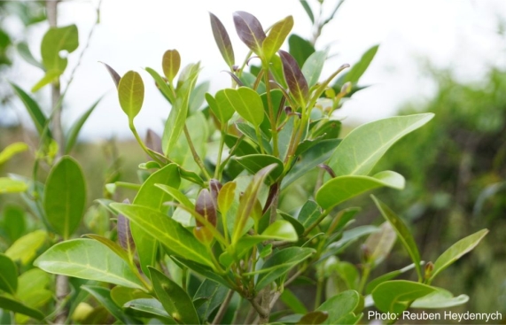 Chionanthus foveolatus, new growth. Photo Reuben Heydenrych