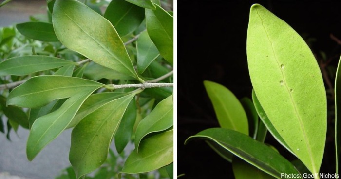 Chionanthus foveolatus, leaves, showing pits. Photos Geoff Nichols