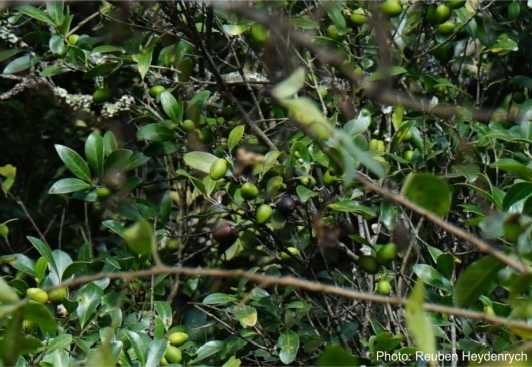 Chionanthus foveolatus subsp foveolatus | PlantZAfrica