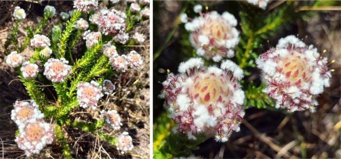 Sorocephalus imbricatus, young flowerheads showing involucral bracts and freshly opened flowers in groups of four.