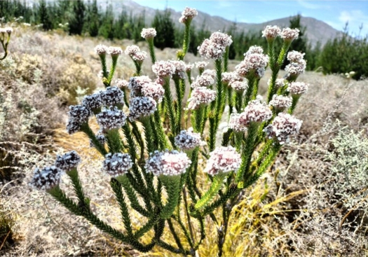 Sorocephalus imbricatus in habitat adjacent to a pine plantation.