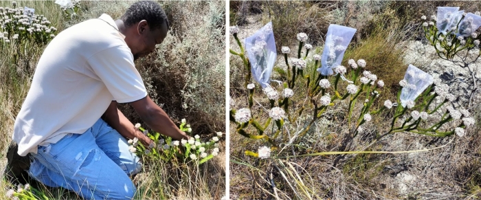 Mashudu Nndanduleni hand-pollinating the flowers, and bagging the heads to collect seeds.