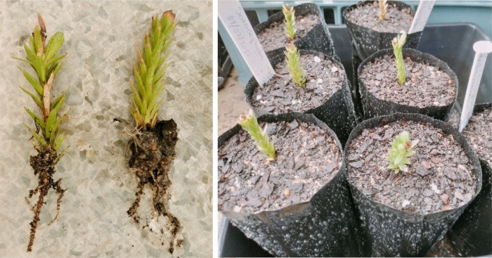 Sorocephalus imbricatus cuttings in the Kirstenbosch nursery.