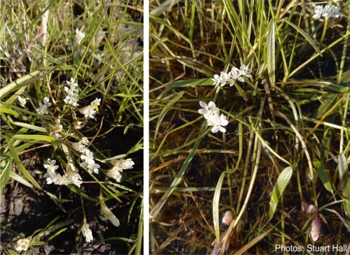 Aponogeton angustifolius flowering in habitat. Photos Stuart Hall