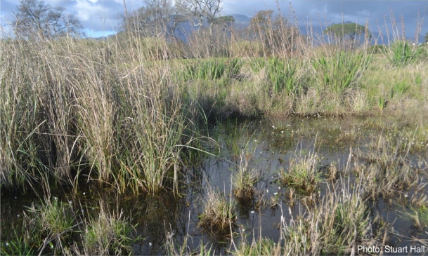 Aponogeton angustifolius in an informal garden pond. Photo Stuart Hall