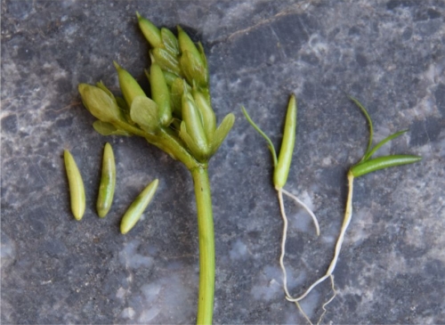 Aponogeton angustifolius 3 ripe seeds, ripe fruits, 2 seedlings. Photo Graham Duncan