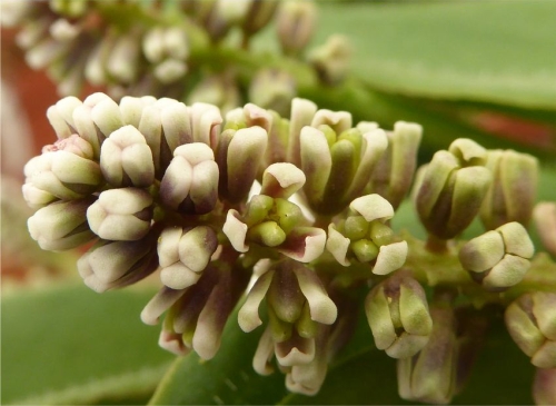 Ledebouria reillyana flowers