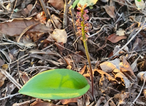 Ledebouria reillyana growing in habitat. Photo Mick Reilly