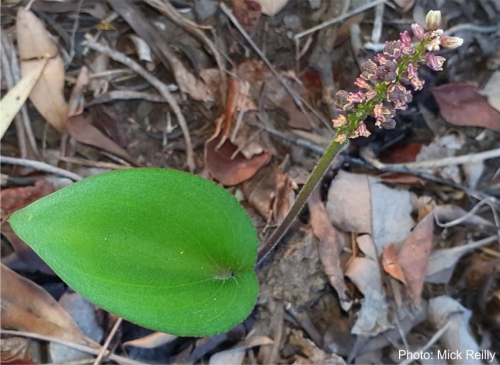 Ledebouria reillyana growing in habitat. Photo Mick Reilly