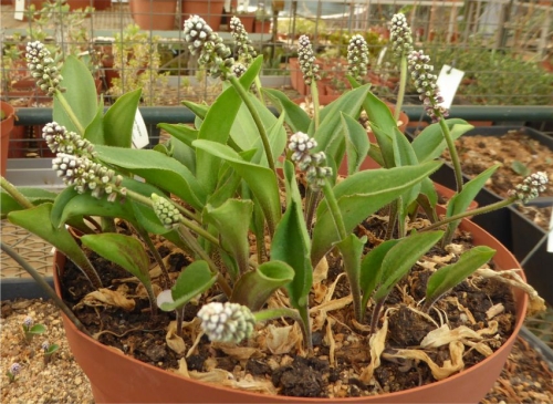 Ledebouria reillyana grows well in containders