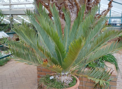 Encephalartos dyerianus