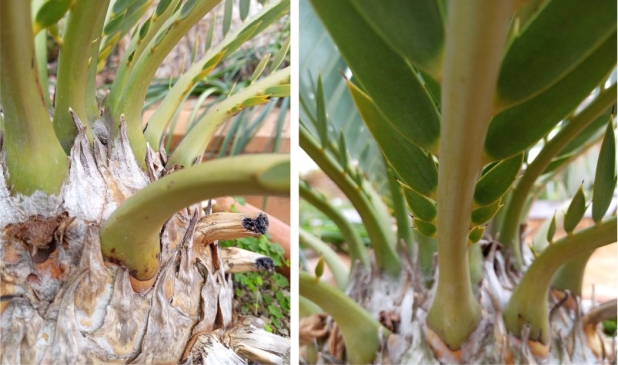 Encephalartos dyerianus showing the trunk and base of the leaf