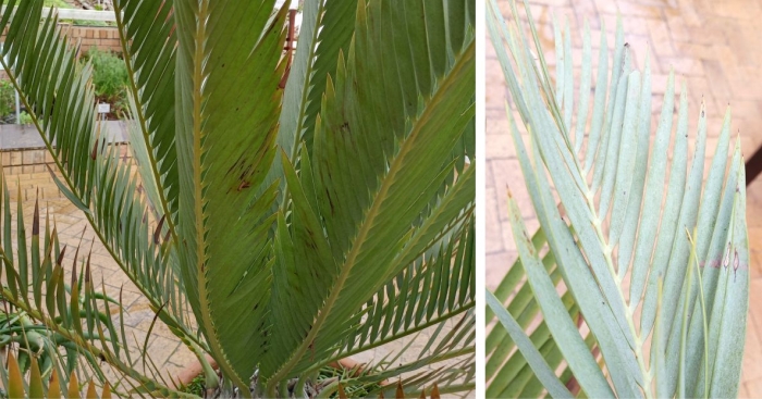 Encephalartos dyerianus leaves