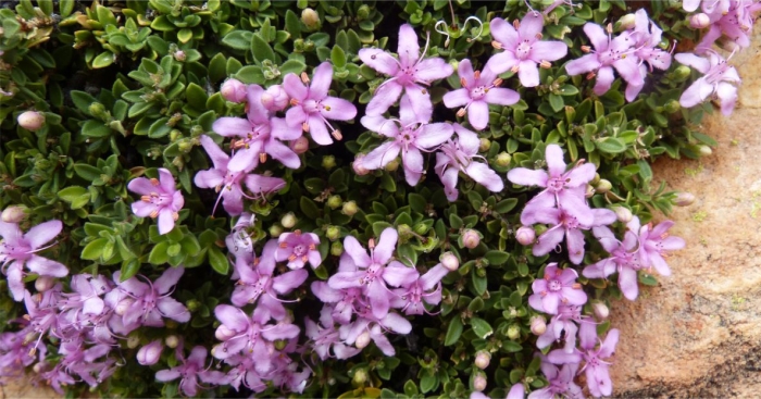 Agathosma pattisonae flowers close