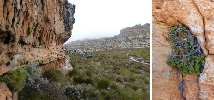 The cliff-face habitat of Agathosma pattisonae