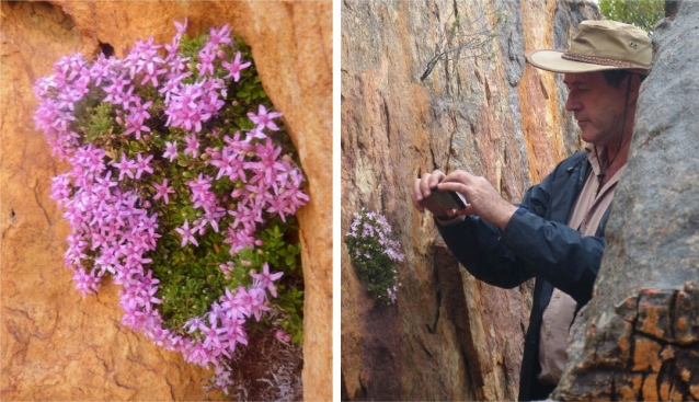 Terry Trinder-Smith examining Agathosma pattisonae in full flower