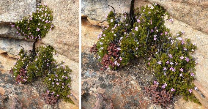 Agathosma pattisonae with Crassula atropurpurea