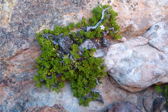 Agathosma pattisonae deep roots in crevices