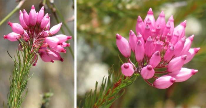 Erica inflata inflorescence