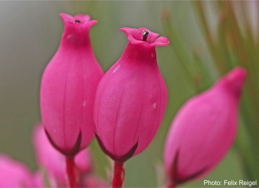 Erica inflata flowers. Photo Felix Reigel