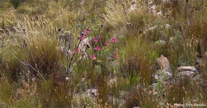 Erica inflata in habitat. Photo Tony Rebelo