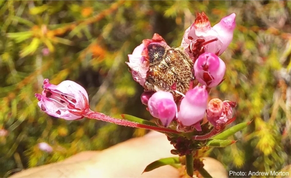 A monkey beetle on Erica inflata flowers. Photo Andrew Morton