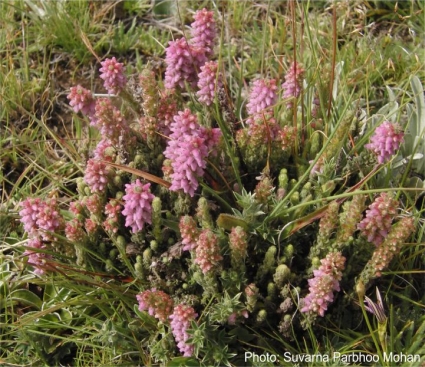 Erica alopecurus. Photo Suvarna Parbhoo Mohan