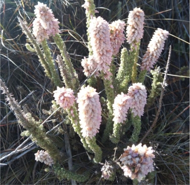 Erica alopecurus 