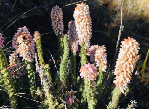 Erica alopecurus 