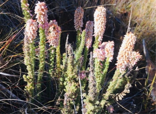 Erica alopecurus 