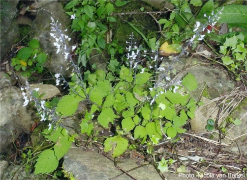 Plectranthus grallatus, Hogsback. Photo Nicola van Berkel