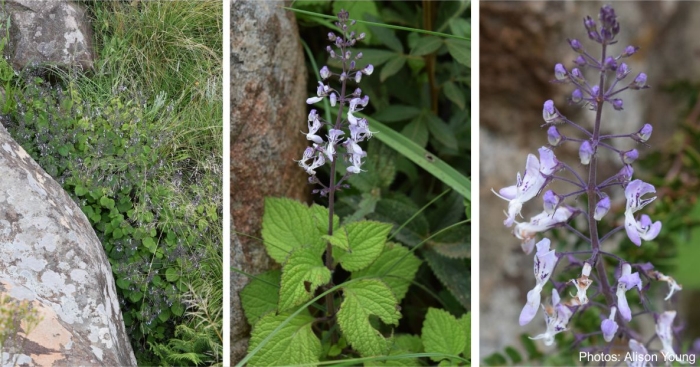 Plectranthus grallatus, Ntsiki Nature Reserve. Photos Alison Young