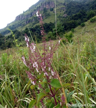 Plectranthus grallatus, Drakensberg. Photo Colin Ogle