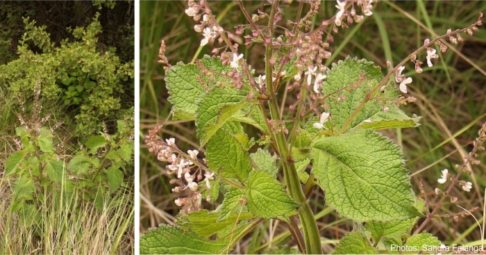 Plectranthus grallatus, Golden Gate National Park. Photos Sandra Falanga