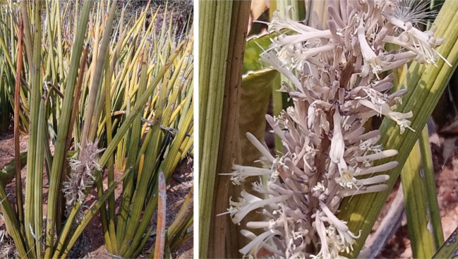 Sansevieria pearsonii in flower