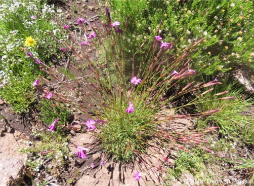 Dianthus basuticus subsp. basuticus. Photo Deon du Plessis