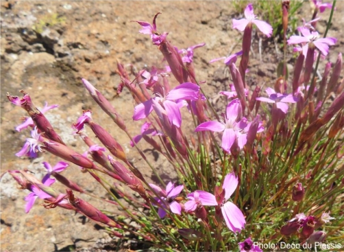 Dianthus basuticus subsp. basuticus. Photo Deon du Plessis