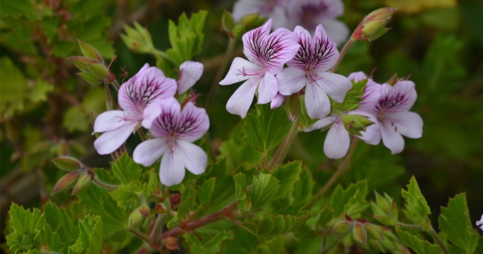 Pelargonium ‘Kommetjie’ 