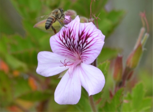 Pelargonium ‘Kommetjie’ 