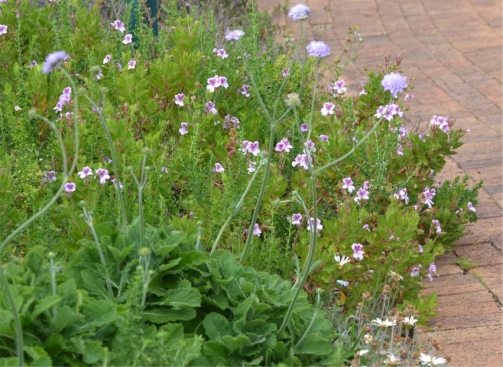 Pelargonium ‘Kommetjie’ 