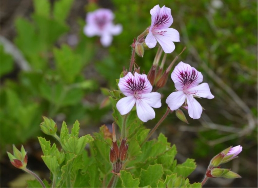 Pelargonium ‘Kommetjie’ 