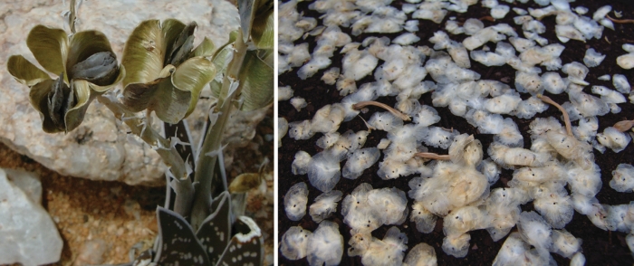 Gonialoe variegata fruits L JC KRUGER and seeds R GEOFF NICHOLS