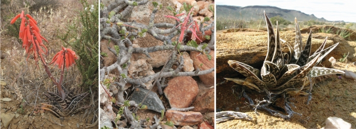 left Gonialo variegata by N.R. Crouch; middle G. dinteri by P. Winter; right G. variegata by J.C. Kruger.