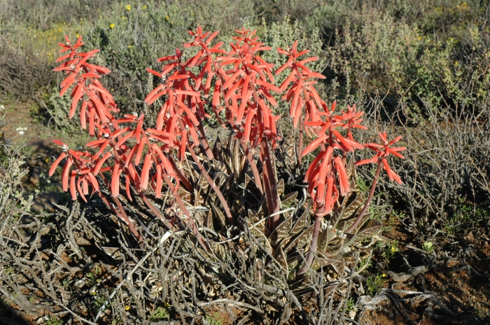 Gonialoe variegata SP BESTER