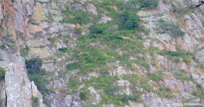 Eucomis zambesiaca in habitat. Photo Nick Helme