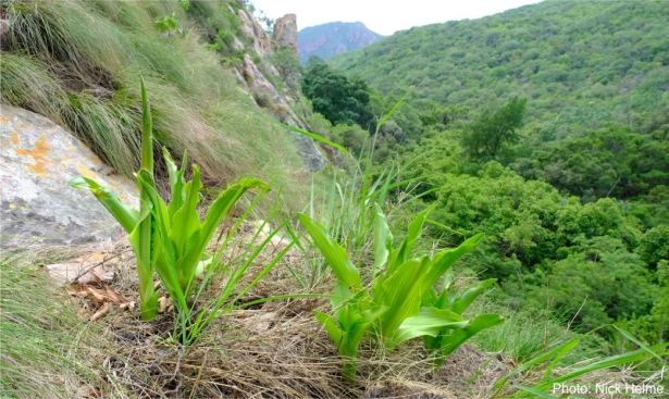 Eucomis zambesiaca in habitat. Photo Nick Helme