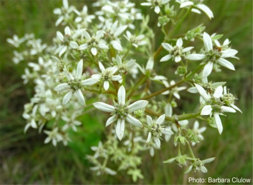 Alepidea cordifolia inflorescence. Photo Barbara Clulow