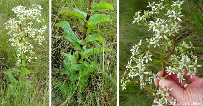 Alepidea cordifolia Photos Barbara Clulow