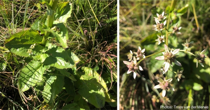 Alepidea cordifolia Photos Troos van der Merwe