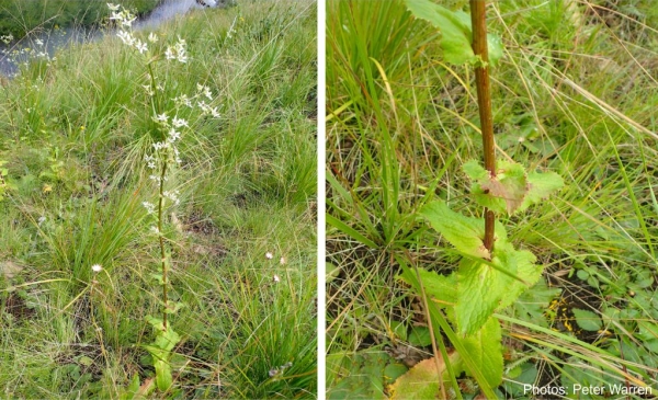 Alepidea cordifolia leaves. Photos Peter Warren